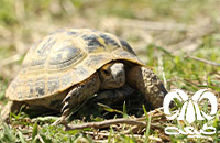 گونه لاکپشت مهمیزدار Mediterranean Spur-thighed Tortoise